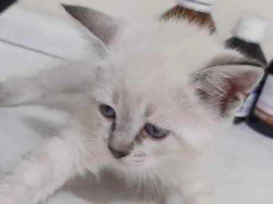 Gato ra a SRD idade 2 a 6 meses nome Ísis 