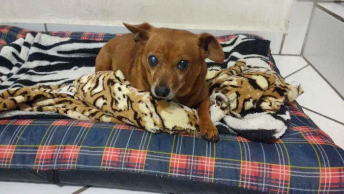 Cachorro raça Srd idade 6 ou mais anos nome BOLINHO