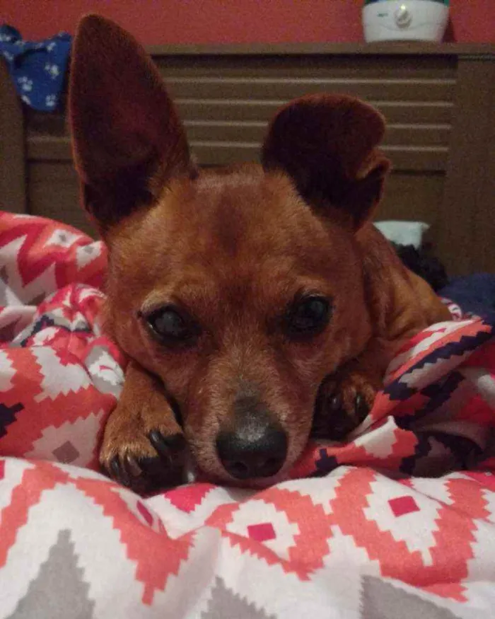 Cachorro raça Srd idade 6 ou mais anos nome BOLINHO