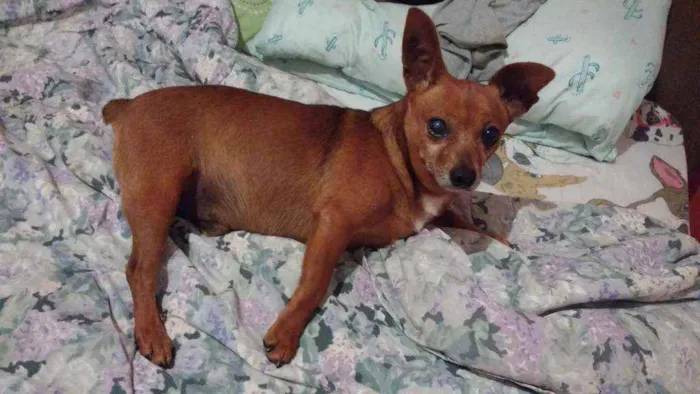Cachorro raça Srd idade 6 ou mais anos nome BOLINHO