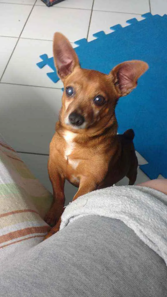 Cachorro raça Srd idade 6 ou mais anos nome BOLINHO