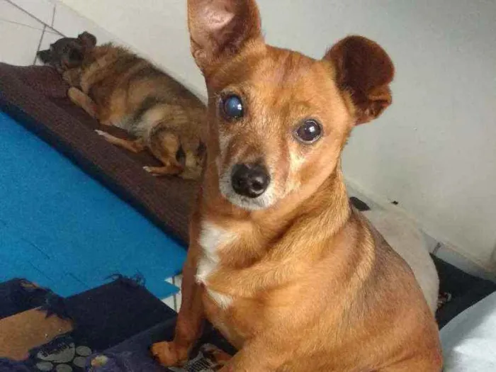 Cachorro raça Srd idade 6 ou mais anos nome BOLINHO