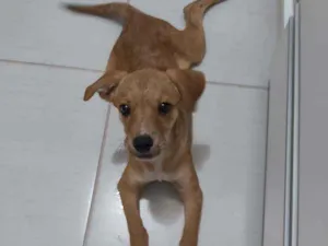 Cachorro raça srd- vira-lata idade 2 a 6 meses nome Kira