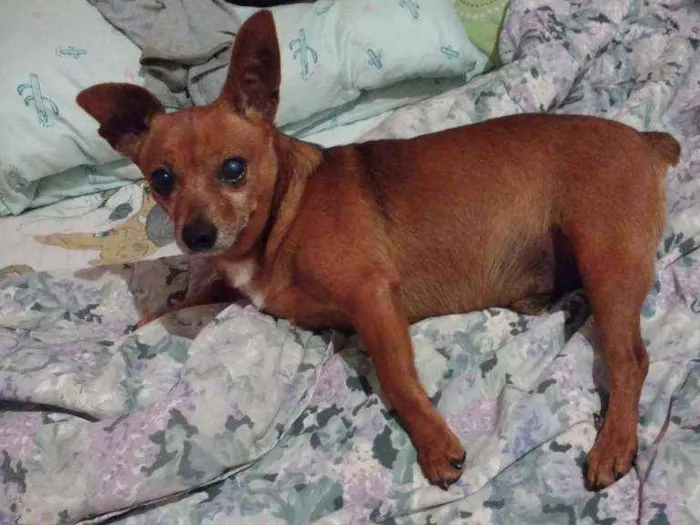 Cachorro raça Srd idade 6 ou mais anos nome BOLINHO
