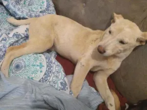 Cachorro raça Vira lata idade 2 a 6 meses nome Safira