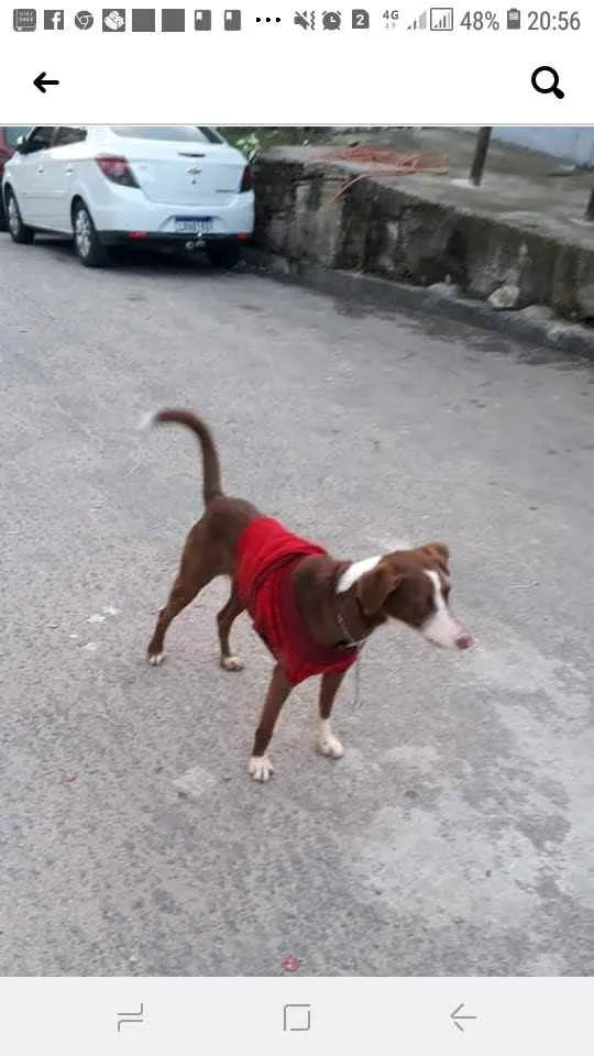 Cachorro ra a srd idade 1 ano nome Sem nome