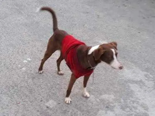 Cachorro ra a srd idade 1 ano nome Sem nome