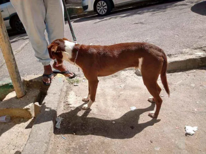Cachorro ra a srd idade 1 ano nome Sem nome