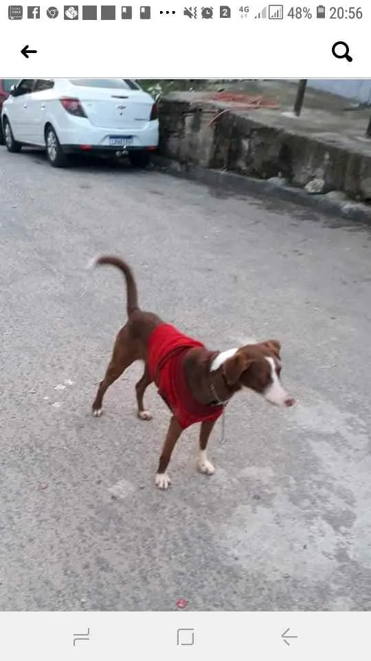 Cachorro ra a srd idade 1 ano nome Sem nome