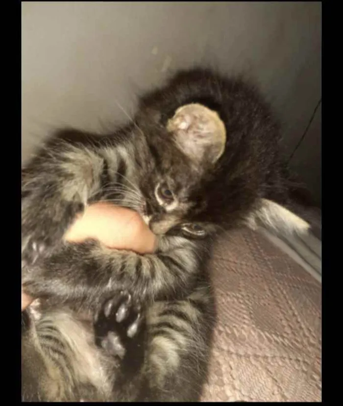Gato ra a  idade Abaixo de 2 meses nome Amora