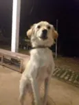 Bilu