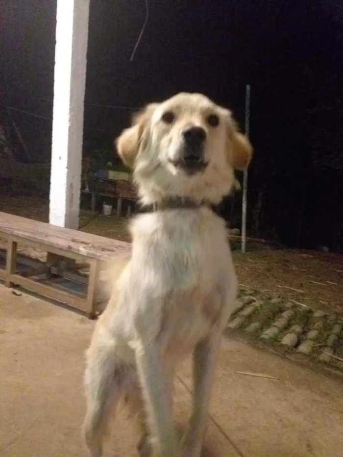 Cachorro ra a Viralata idade 2 anos nome Bilu