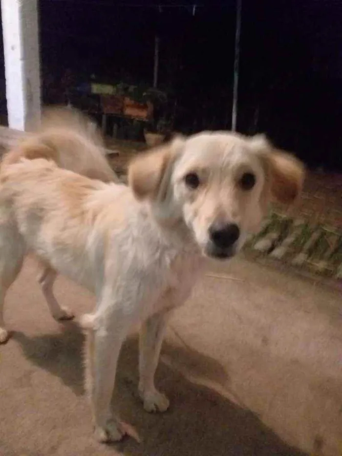 Cachorro ra a Viralata idade 2 anos nome Bilu