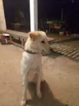 Bilu