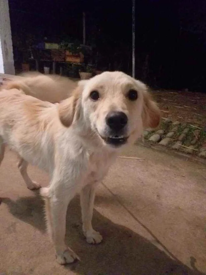 Cachorro ra a Viralata idade 2 anos nome Bilu