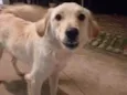 Bilu