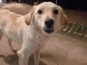 Cachorro raça Viralata idade 2 anos nome Bilu