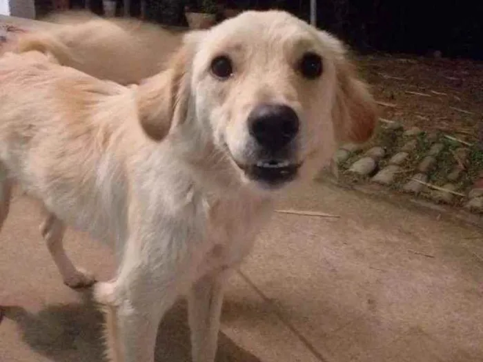 Cachorro ra a Viralata idade 2 anos nome Bilu