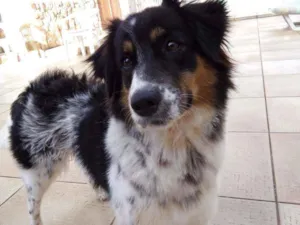 Cachorro raça Desconhecido idade 7 a 11 meses nome Sol