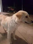 Bilu