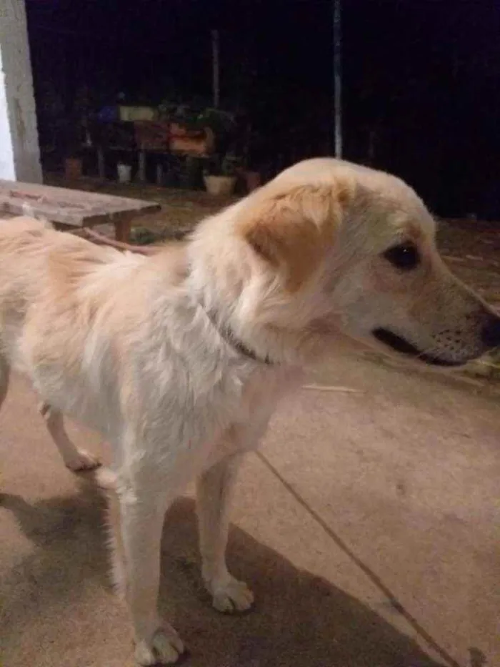 Cachorro ra a Viralata idade 2 anos nome Bilu