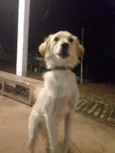 Bilu