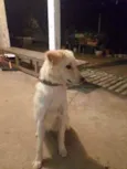 Bilu