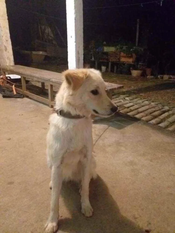 Cachorro ra a Viralata idade 2 anos nome Bilu