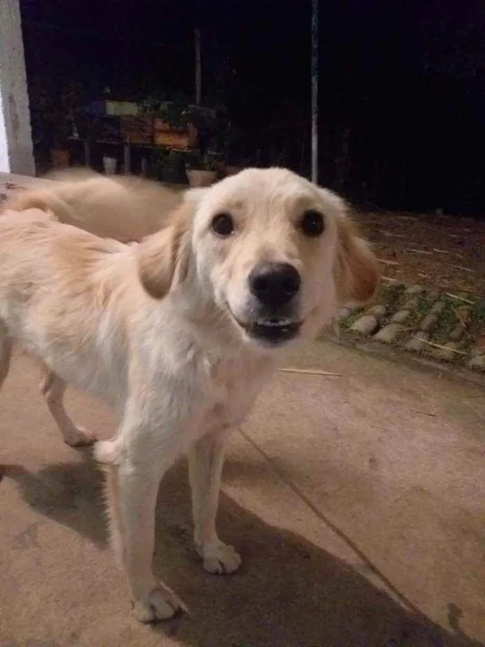 Cachorro ra a Viralata idade 2 anos nome Bilu