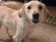 Bilu