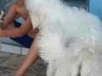 Melk
