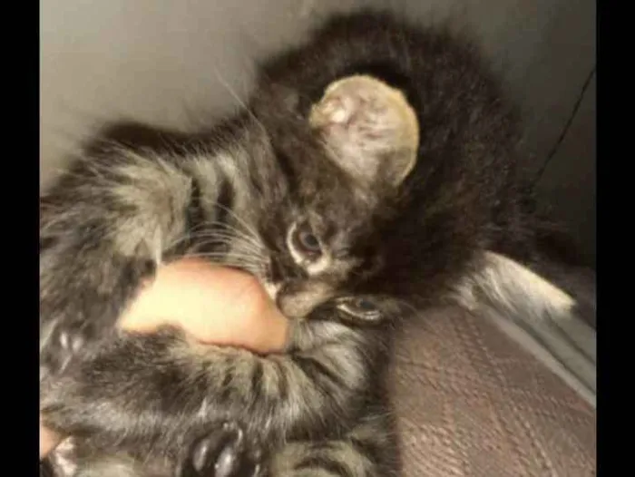 Gato ra a  idade Abaixo de 2 meses nome Amora