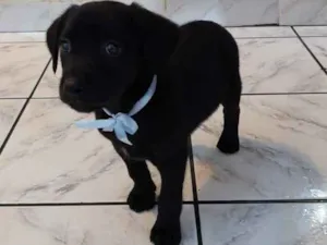 Cachorro raça Srd idade 2 a 6 meses nome Barak