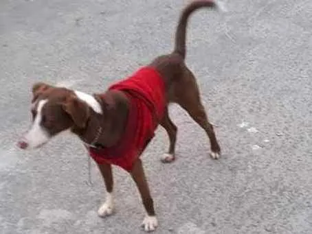 Cachorro ra a srd idade 1 ano nome Sem nome