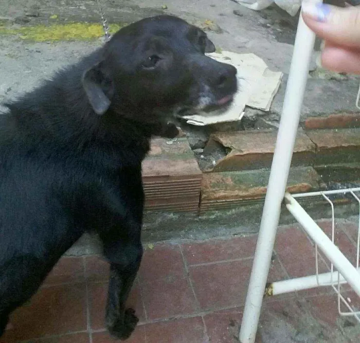 Cachorro raça Vira lata idade 1 ano nome Zé