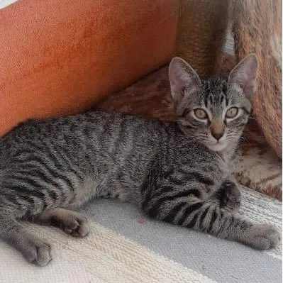 Gato ra a SRD-ViraLata idade 2 a 6 meses nome Osmar