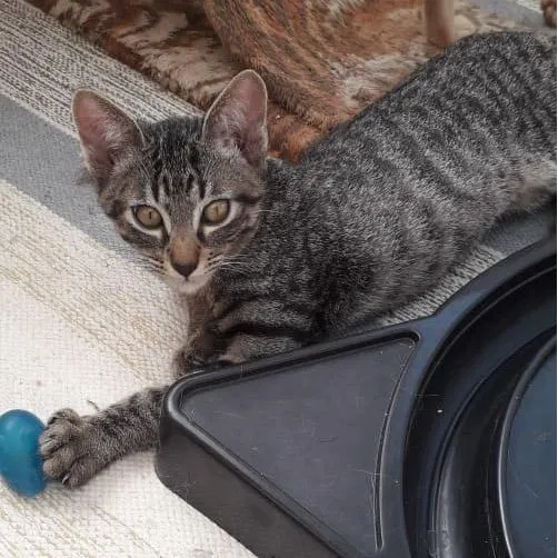 Gato ra a SRD-ViraLata idade 2 a 6 meses nome Osmar