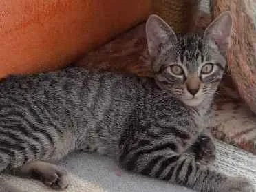 Gato ra a SRD-ViraLata idade 2 a 6 meses nome Osmar