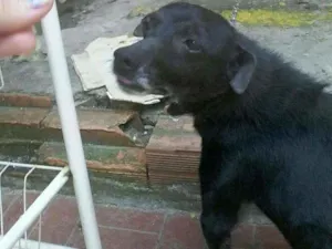 Cachorro raça Vira lata idade 1 ano nome Zé