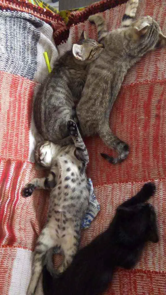 Gato raça  idade 2 a 6 meses nome Sem nome