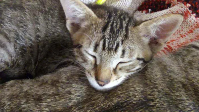 Gato raça  idade 2 a 6 meses nome Sem nome
