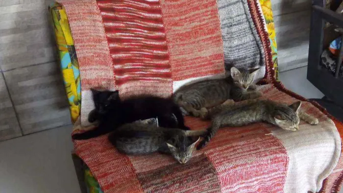 Gato raça  idade 2 a 6 meses nome Sem nome