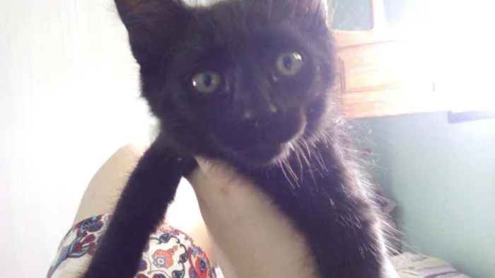 Gato raça  idade 2 a 6 meses nome Sem nome