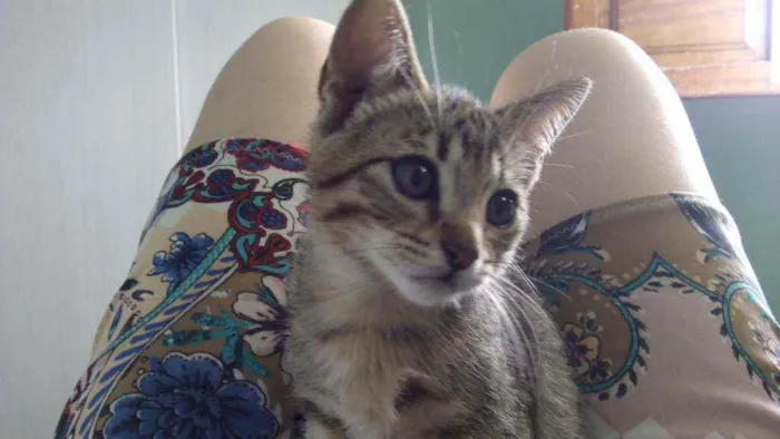 Gato raça  idade 2 a 6 meses nome Sem nome