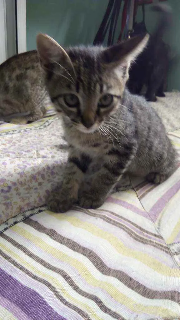 Gato raça  idade 2 a 6 meses nome Sem nome