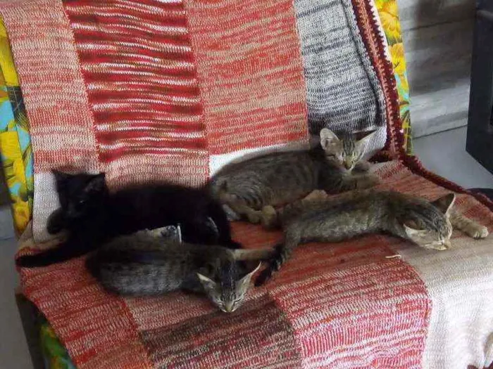 Gato raça  idade 2 a 6 meses nome Sem nome