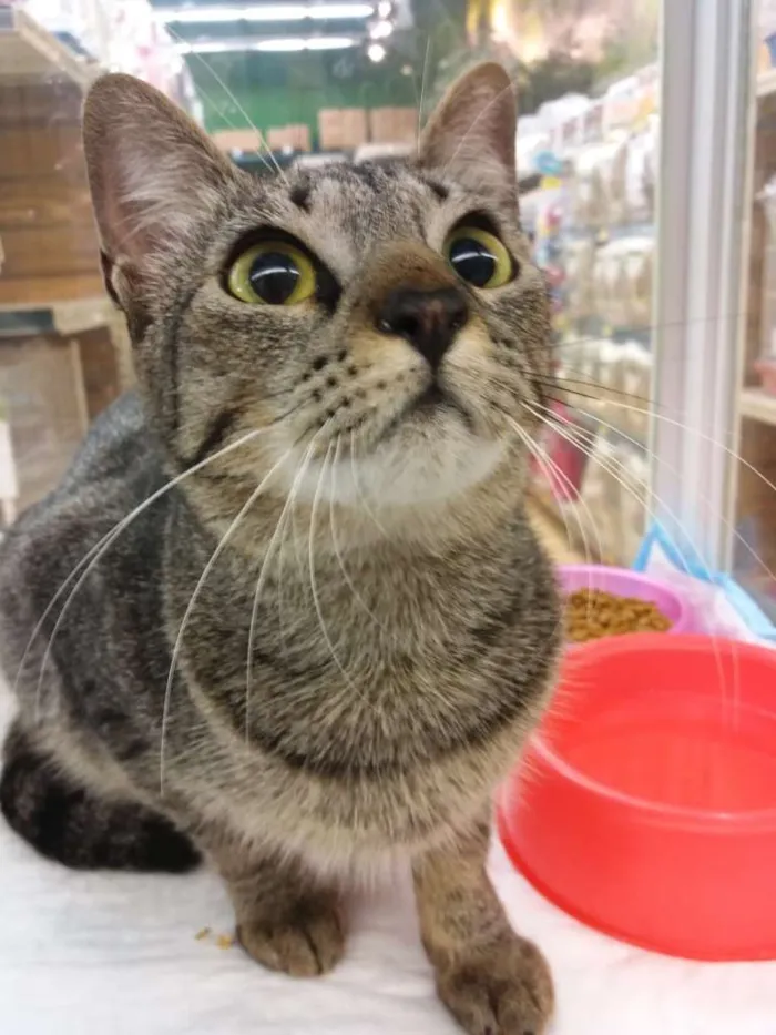 Gato raça SRD-ViraLata idade 1 ano nome Magali