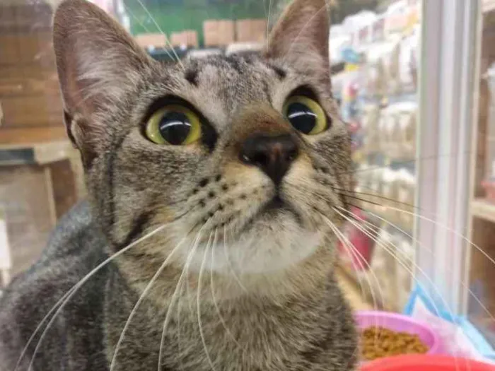 Gato raça SRD-ViraLata idade 1 ano nome Magali