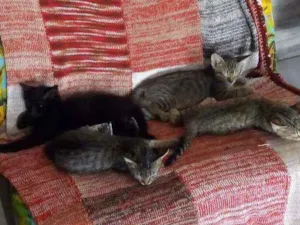 Gato raça  idade 2 a 6 meses nome Sem nome