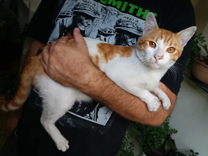 Gato ra a SRD-ViraLata idade 2 anos nome Nino